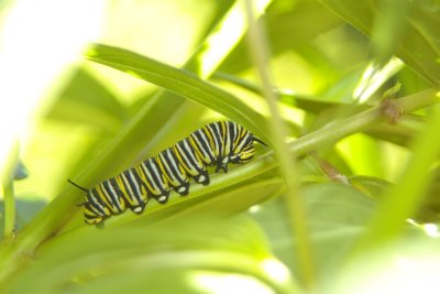 Monarch larvae on swamp milkweed