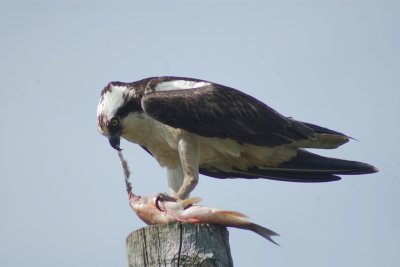 Osprey feeding