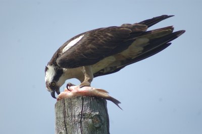 Osprey feeding