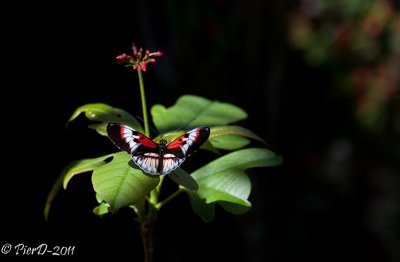 papillon-IMG_2638.jpg