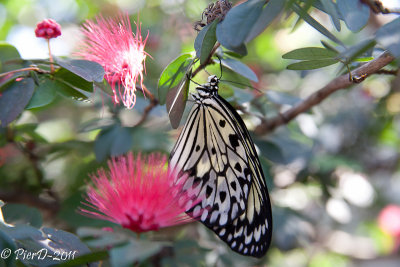 papillon-IMG_2641.jpg