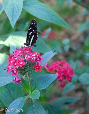 papillon-IMG_2644.jpg