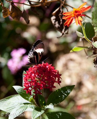 papillon-IMG_2646.jpg