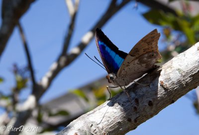 papillon-IMG_2650.jpg