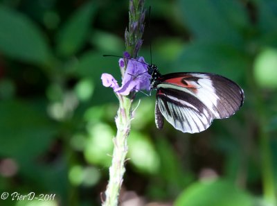 papillon-IMG_2670.jpg