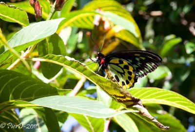 papillon-IMG_2671.jpg