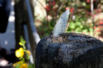 papillon-IMG_2682.jpg