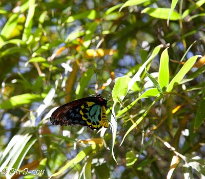 papillon-IMG_2686.jpg