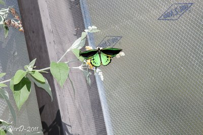papillon-IMG_2714.jpg