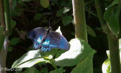 papillon-IMG_2720.jpg