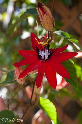 passiflora-jamesonii--IMG_2743.jpg
