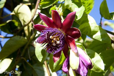 passiflora-ALATA-IMG_2733.jpg