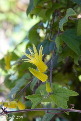 passiflora-herbertiana-IMG_2740.jpg