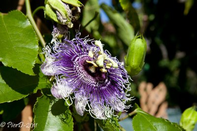 passiflora-IMG_2742.jpg