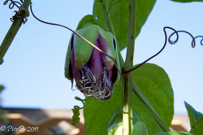 passiflora-IMG_2746.jpg