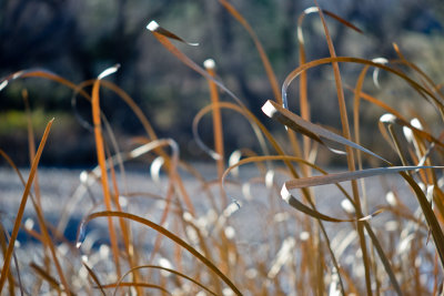 cattail grass