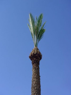 Cutting the Palm Trees