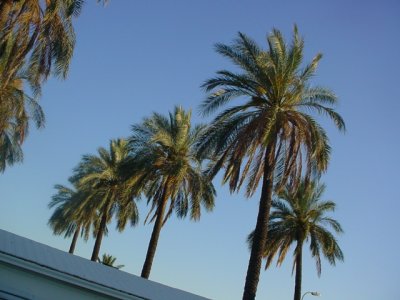 palms in the desert