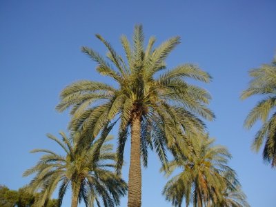 palms at sun set