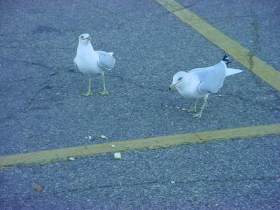 two sea gulls not flying