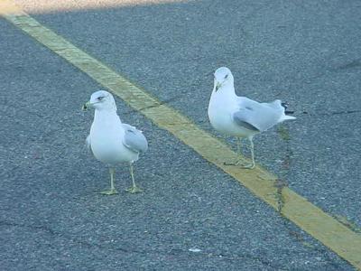 sea gulls in the not wind