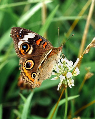 Butterflies-Moths