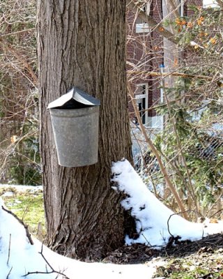 Maple Sugaring Time