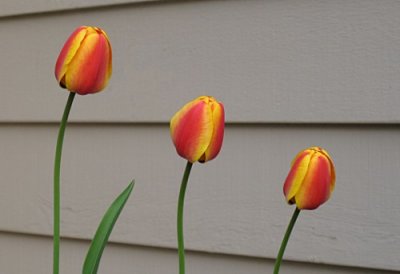 Tulip Day