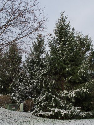 Snow Falling on Cedars