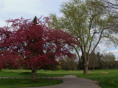 17 - Flowering vs. Leafing vs. Budding Trees