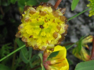 Flora Alpina