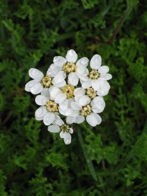 Flora Alpina
