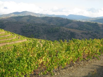 Vinyes a El Lloar (El Priorat)