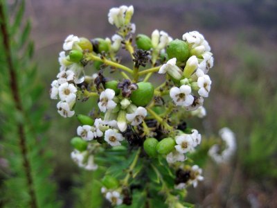 El Priorat