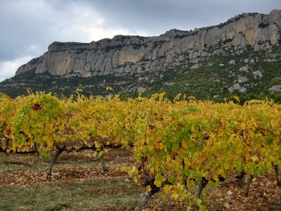Vinyes a la Serra de Montsant