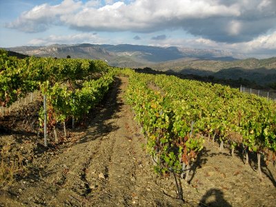 Vinyes a El Lloar (El Priorat)