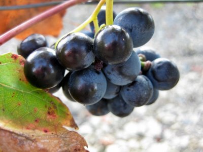 Futur Ví del Priorat