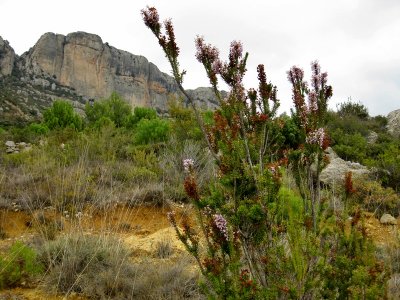 Serra de Montsant