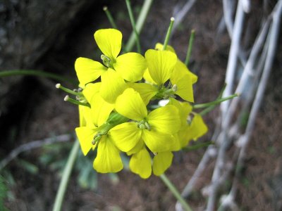 Zermatt. Alpine flower