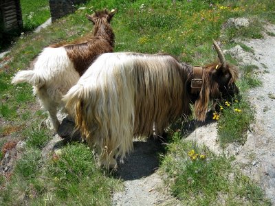 Close to Zermatt