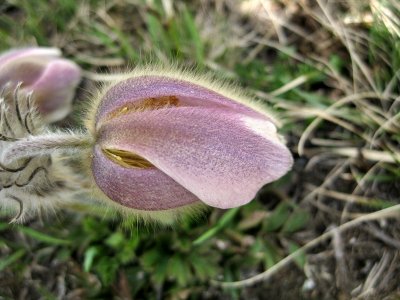 Zermatt. Alpine flower