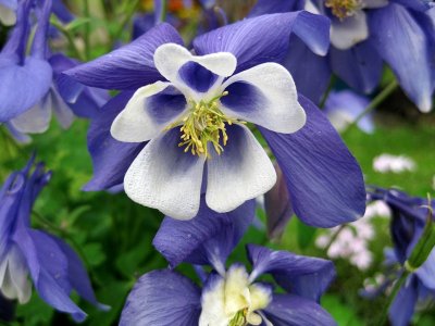 Zermatt. Alpine flower