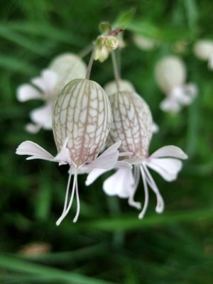 Kandersteg. Alpine flower