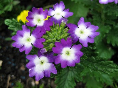 Kandersteg. Alpine flowers