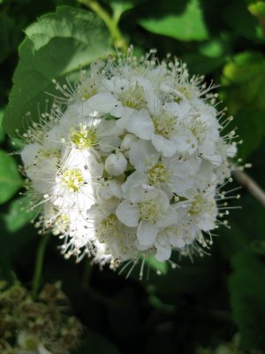 Kandersteg. Alpine flower