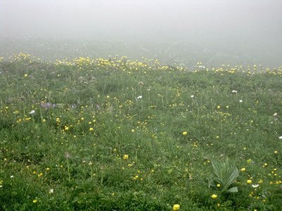 Kandersteg. Spittelmatte Plains. Flowers in the mist