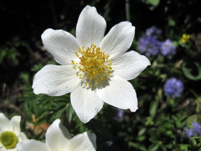 Kandersteg. Alpine flower