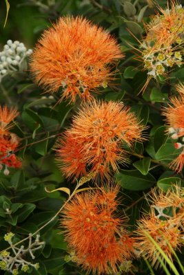 Salmon Ohia Lehua