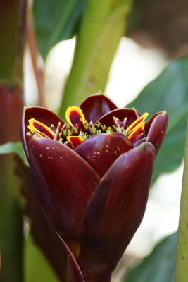 Black Tulip torch ginger (Etlingera sp.)