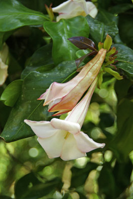 Portlandia Grandiflora